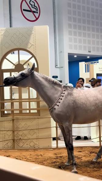 فتح باب التسجيل لبطولة جمال الخيل العربية في دبي