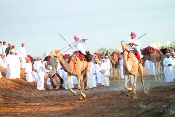 عرضة الهجن تنعش موسم الشتاء في بدية العُمانية