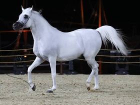 جمال الخيل.. سحر السلالة وعظمة الحضور
