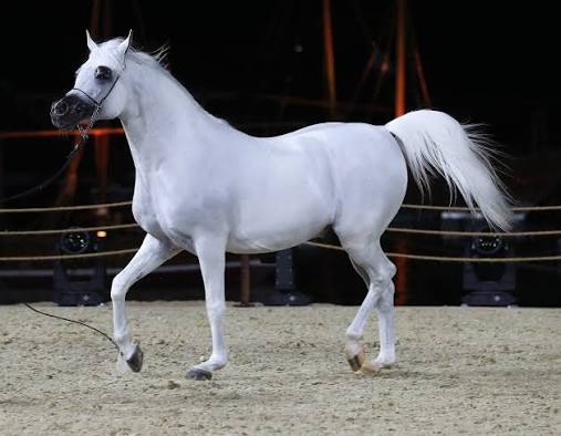 جمال الخيل.. سحر السلالة وعظمة الحضور