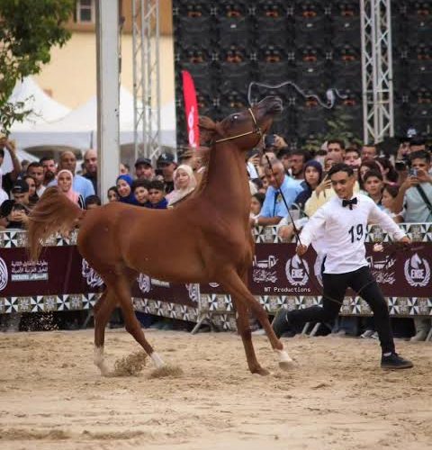 البليدة تختتم بطولة الأصايل الثانية وسط مشاركة واسعة وحضور جماهيري لافت