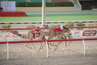 سباقات الهجن العُمانية تستعد للمحطة الثالثة في الفليج والبشائر