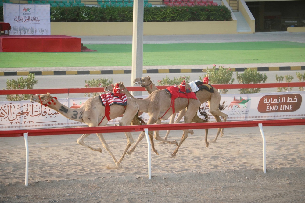 سباقات الهجن العُمانية تستعد للمحطة الثالثة في الفليج والبشائر