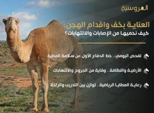 العناية بأقدام الهجن(الخف): كيف نحميها من الإصابات والالتهابات؟